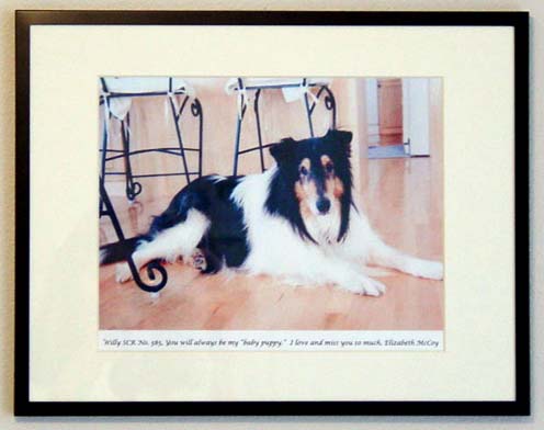 southland collie rescue-adopt collies southern california7.jpg