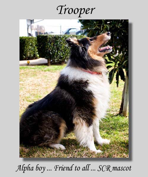 southland collie rescue-adopt collies southern california10.jpg