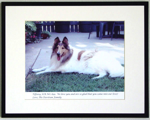 southland collie rescue-adopt collies southern california11.jpg