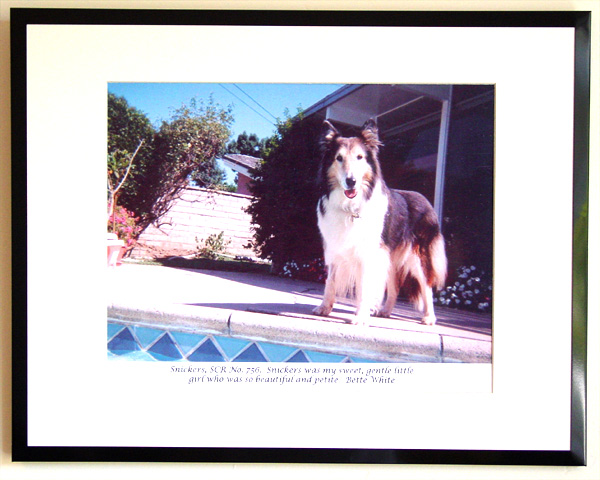 southland collie rescue-adopt collies southern california17.jpg