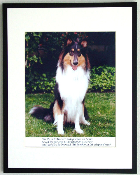 southland collie rescue-adopt collies southern california18.jpg