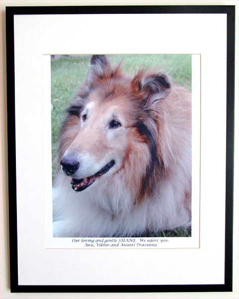 southland collie rescue-adopt collies southern california19.jpg