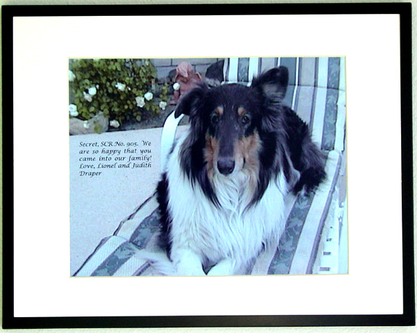 southland collie rescue-adopt collies southern california20.jpg