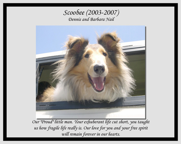 southland collie rescue-adopt collies southern california21.jpg