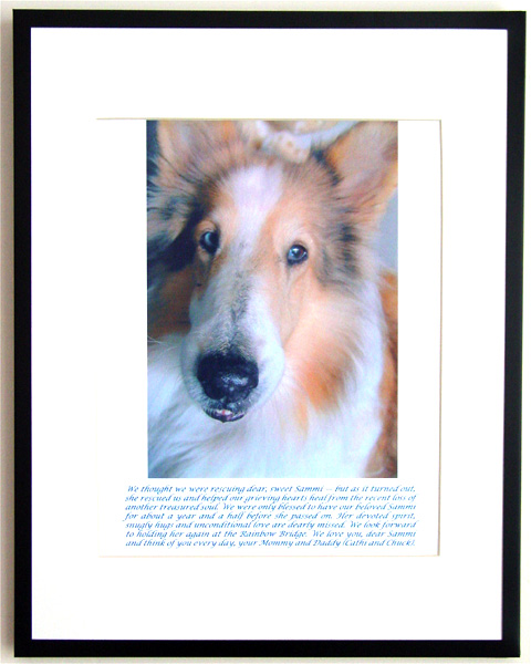 southland collie rescue-adopt collies southern california24.jpg