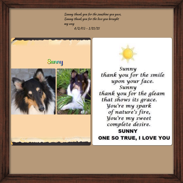 southland collie rescue-adopt collies southern california30.jpg