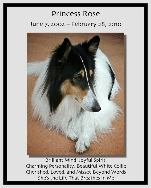 southland collie rescue-adopt collies southern california32.jpg