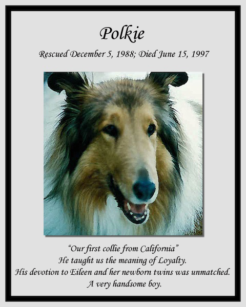 southland collie rescue-adopt collies southern california33.jpg