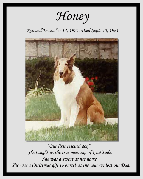 southland collie rescue-adopt collies southern california37.jpg