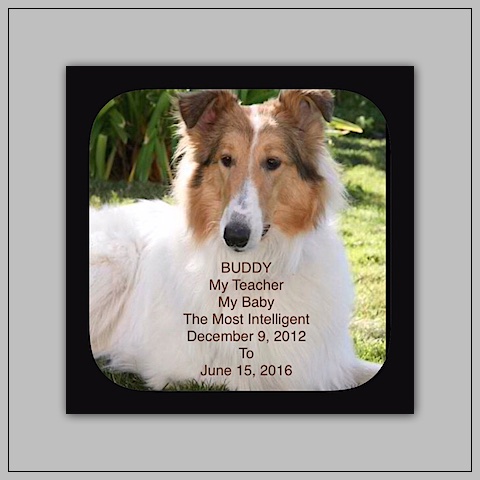 southland collie rescue-adopt collies southern california38.jpg