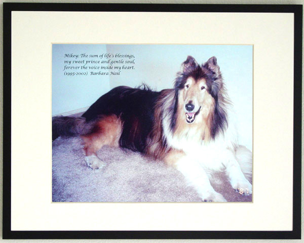 southland collie rescue-adopt collies southern california39.jpg