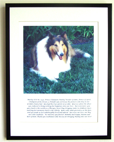 southland collie rescue-adopt collies southern california41.jpg