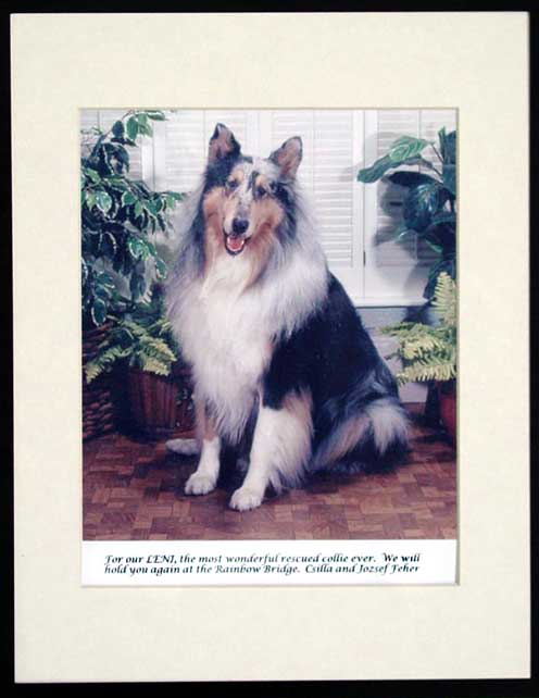 southland collie rescue-adopt collies southern california42.jpg