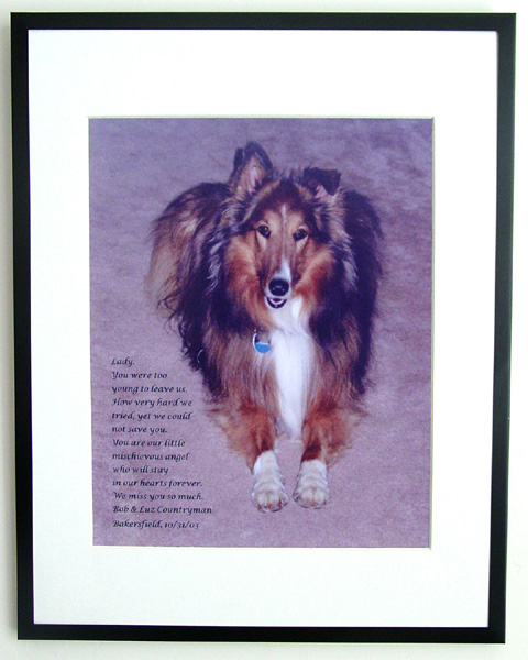 southland collie rescue-adopt collies southern california44.jpg