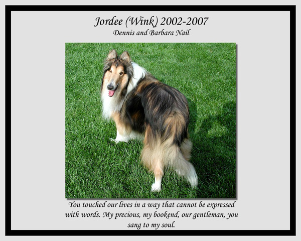 southland collie rescue-adopt collies southern california49.jpg