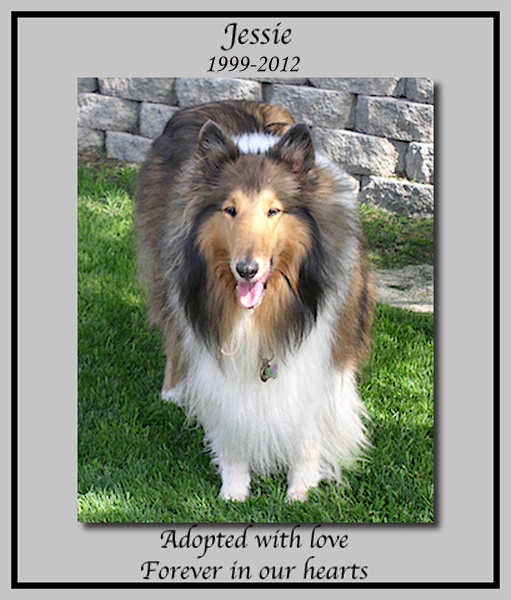 southland collie rescue-adopt collies southern california50.jpg