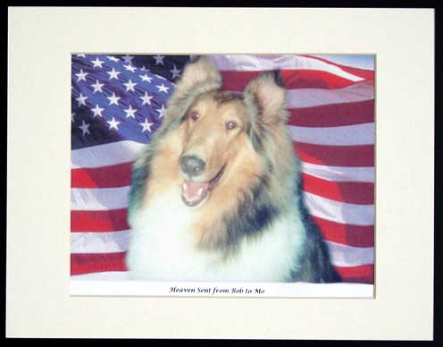 southland collie rescue-adopt collies southern california53.jpg