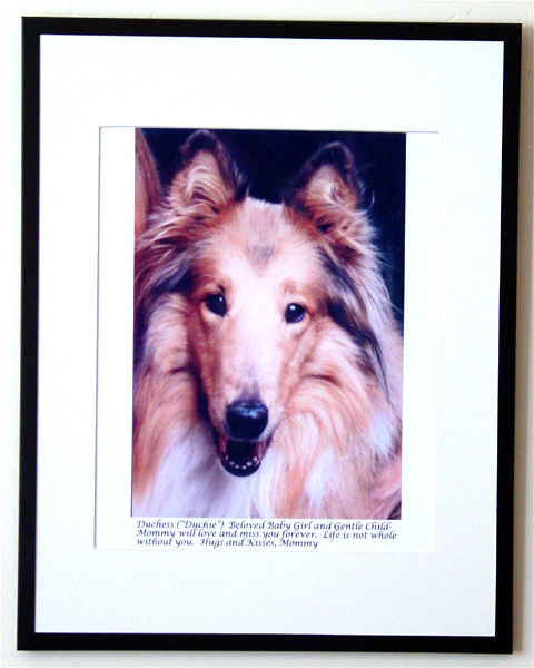 southland collie rescue-adopt collies southern california62.jpg