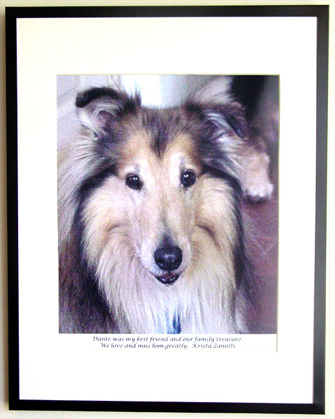 southland collie rescue-adopt collies southern california64.jpg