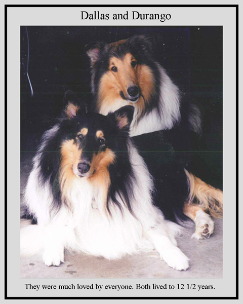 southland collie rescue-adopt collies southern california65.jpg