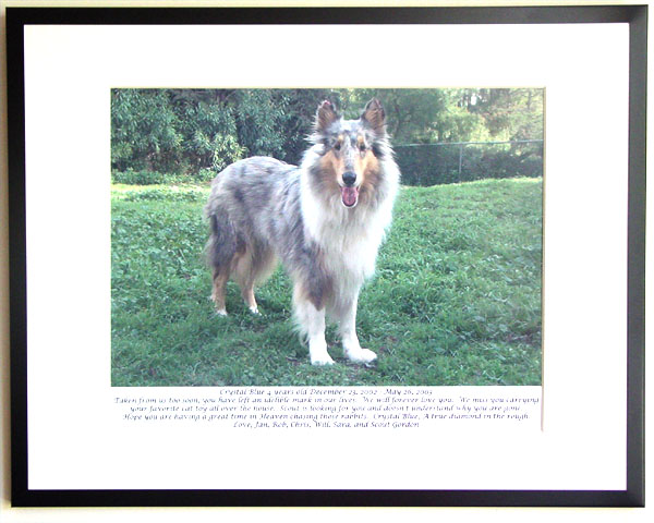 southland collie rescue-adopt collies southern california67.jpg