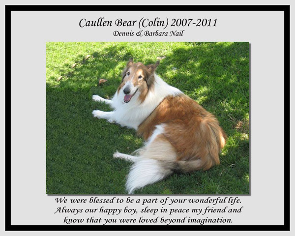 southland collie rescue-adopt collies southern california71.jpg