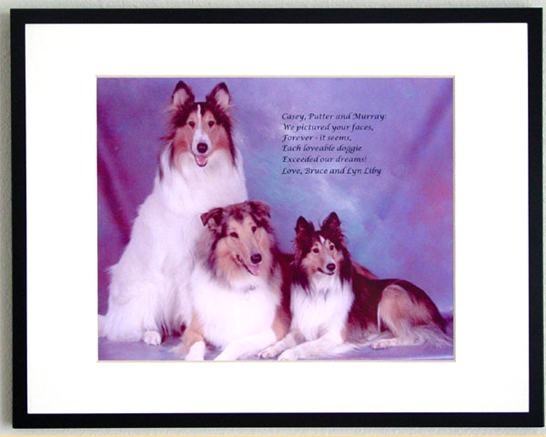 southland collie rescue-adopt collies southern california72.jpg