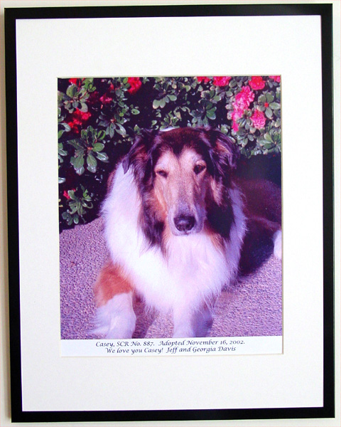 southland collie rescue-adopt collies southern california73.jpg