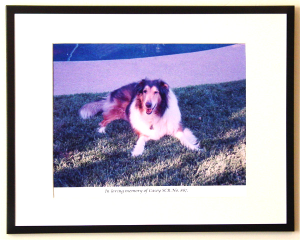 southland collie rescue-adopt collies southern california74.jpg
