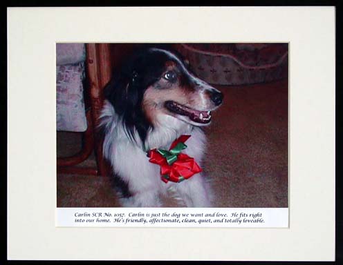 southland collie rescue-adopt collies southern california75.jpg