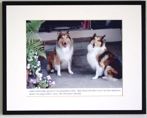 southland collie rescue-adopt collies southern california78.jpg