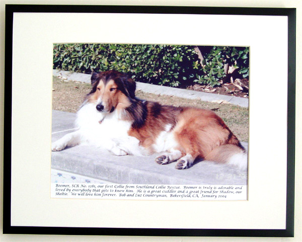 southland collie rescue-adopt collies southern california80.jpg