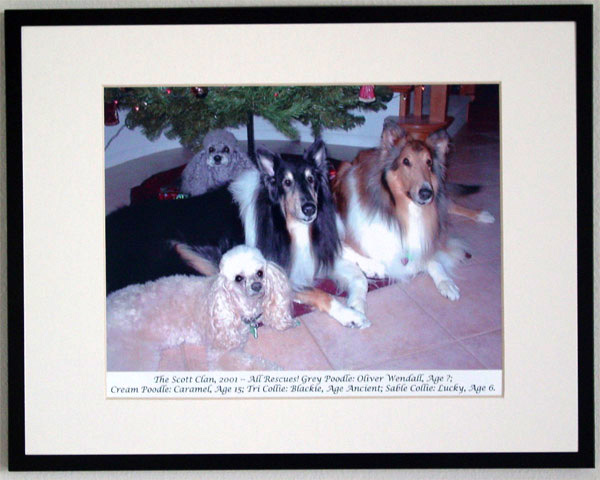southland collie rescue-adopt collies southern california82.jpg