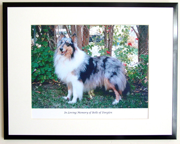 southland collie rescue-adopt collies southern california83.jpg