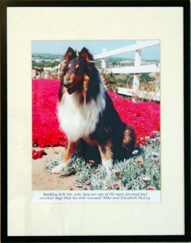 southland collie rescue-adopt collies southern california85.jpg