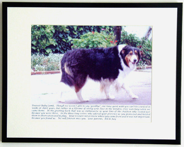 southland collie rescue-adopt collies southern california86.jpg