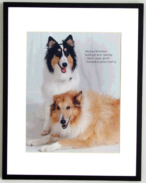 southland collie rescue-adopt collies southern california88.jpg