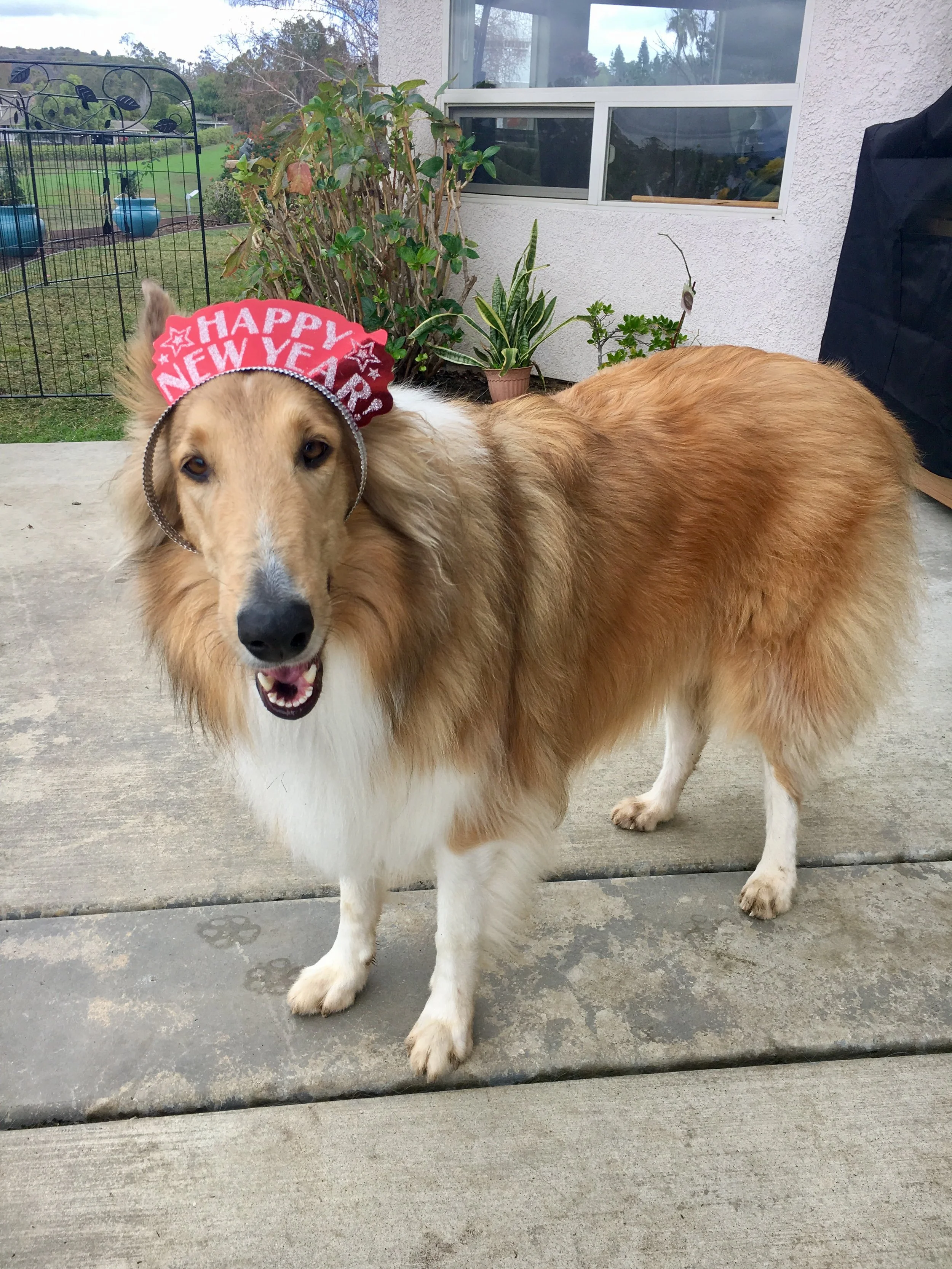 Top large collie Outlet Online