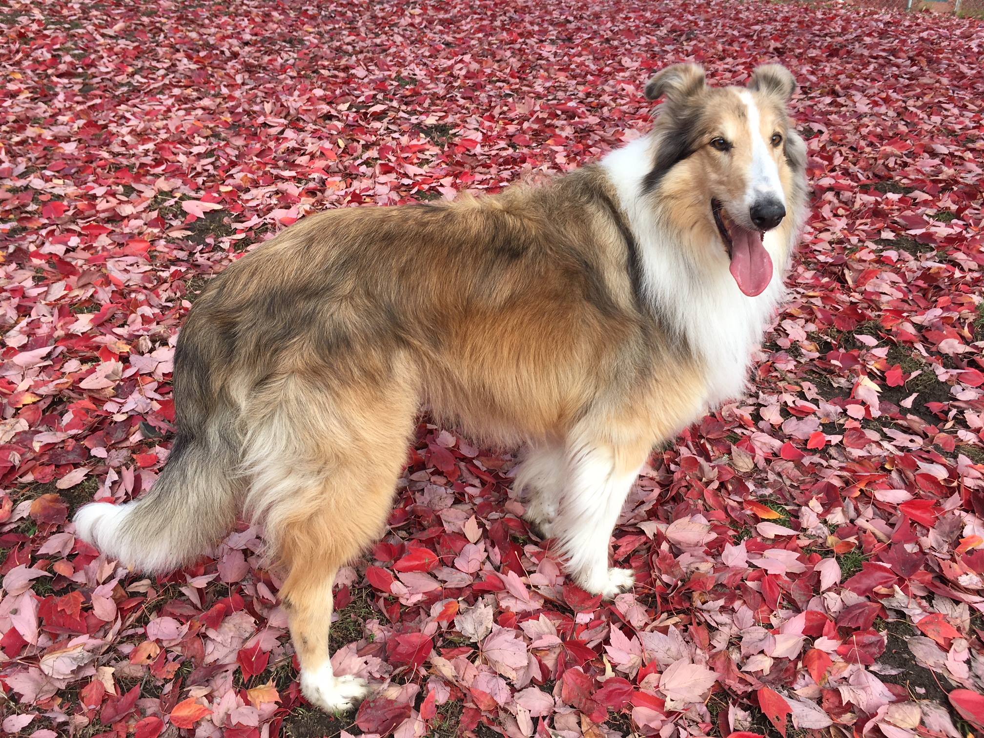 adopt collies socal california southland collie rescue.jpg