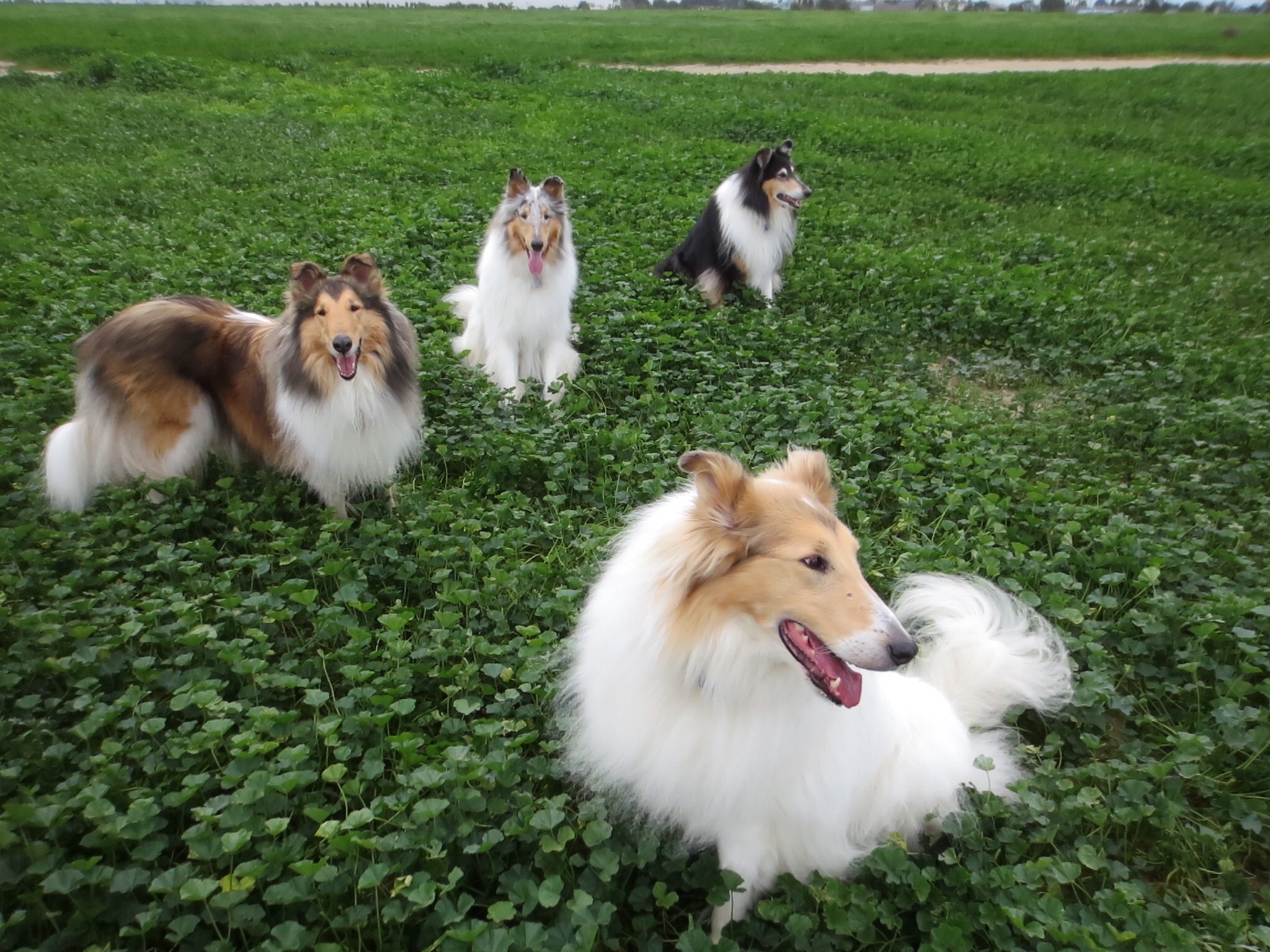 rough collie puppies rescue