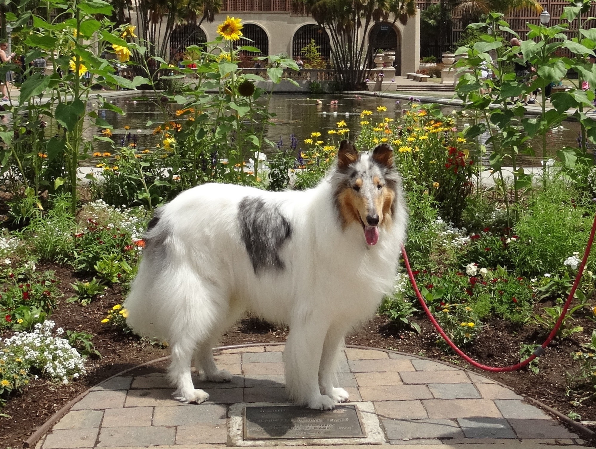 adopt collies socal southland collie rescue.jpg