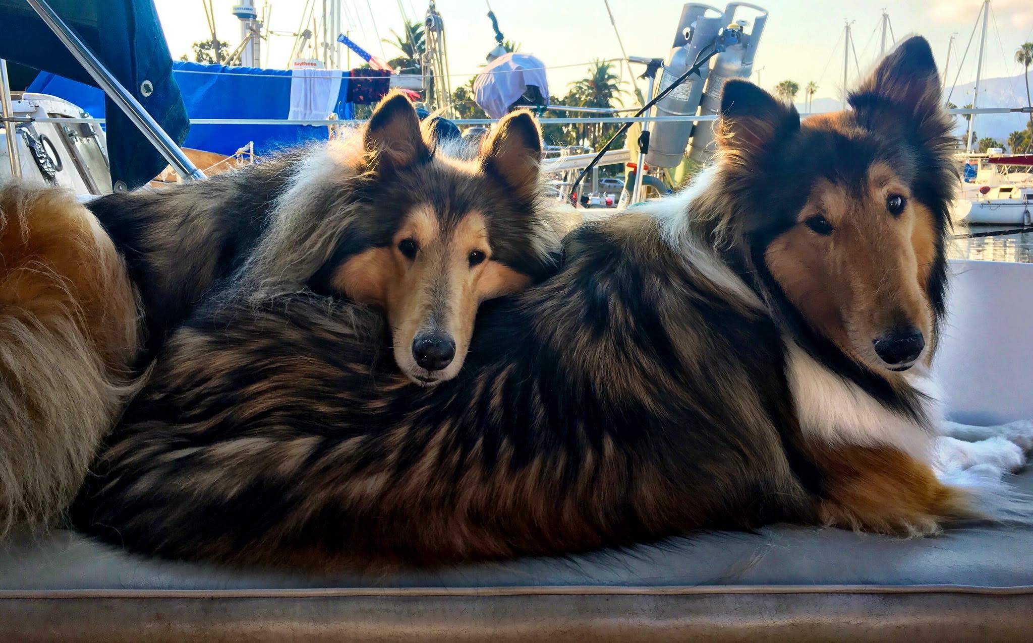 southland collie rescue socal.JPG