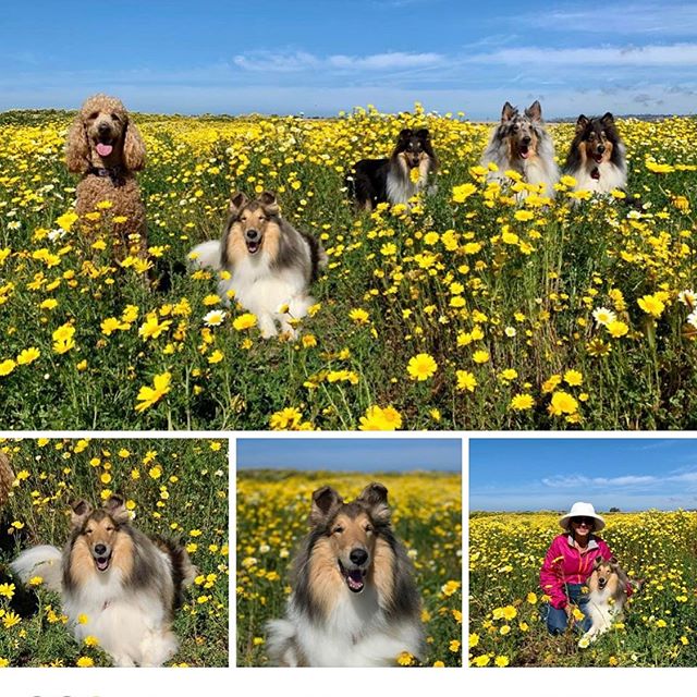 There&rsquo;s still time to enjoy the flowers at Fiesta Island! Bonnie and her buddies: Jenny, Katie, Bailey, and Finn. Thank you Janet Wall for sharing these gorgeous Collies! #southlandcollierescue #colliesofinstagram #collies #petsofinstagram #ado