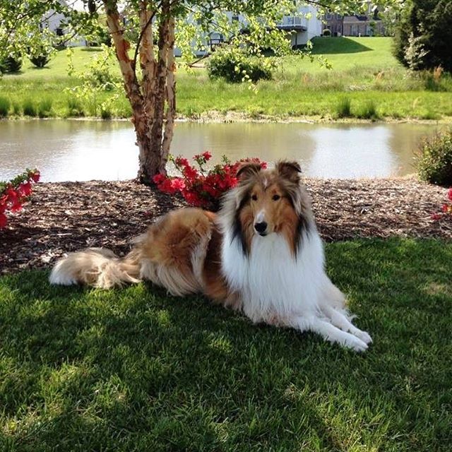 We have a new &ldquo;friends of Southland Collie Rescue&rdquo; to share with our collie lovers! This is Halo! He belongs to Vanessa Harris. He is a 10th generation descendent of Lassie! His great grandfather was the last acting Lassie of the Rudd/ We