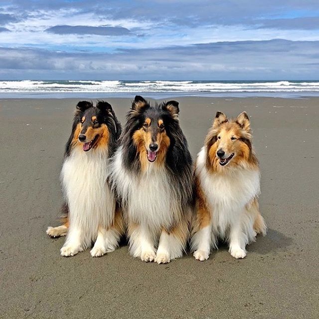 Must be what heaven looks like! Say hi to Cooper, Benny and Cassidy! These beautiful Collies belong to Heidi Webster. 🐾❤️ Thanks for the share Heidi!  #collie #colliesofinstagram #dogsofinstagram #roughcollielife #roughcollie #petsofinstagram