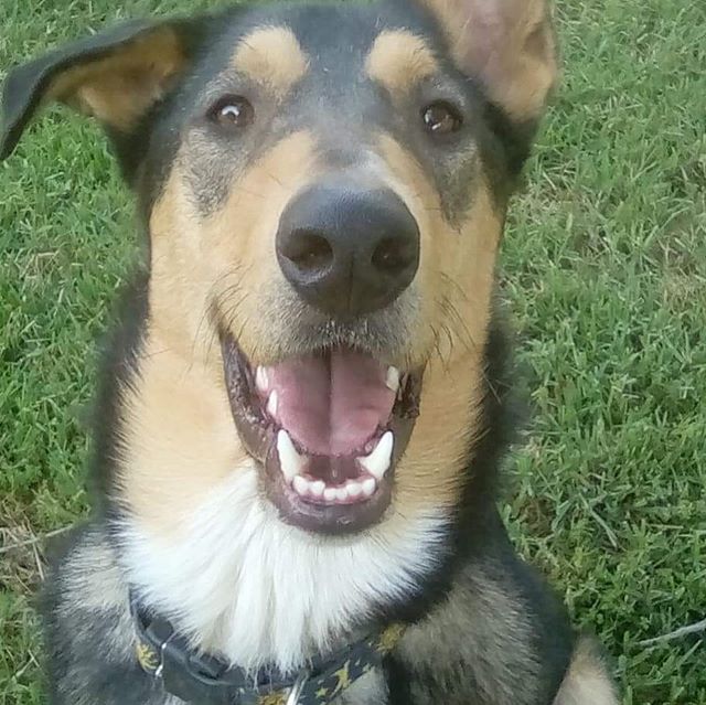 Ollie is up for ADOPTION!!! He has finished his basic training. Now he needs his forever home! Is it with you??? Oliver is a smooth collie mix who was born on January 4, 2018 into a litter of 10.  His father was a short-haired merle collie and his mo
