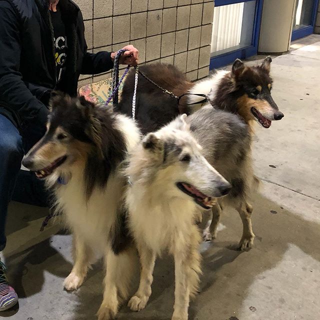 Meet the Hawaii 3! Marcel, Morgan and Mickey were brought to us after their breeder passed away in Hawaii. They are currently in fosters as we take care of all of their medical needs. Keep an eye out to see when they will go up for adoption! They are