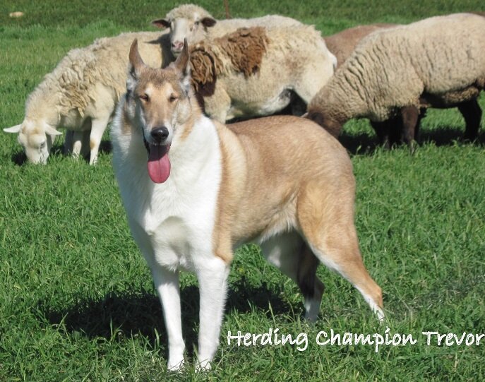 Herding Champion Trevor words for website -resized for name.jpg