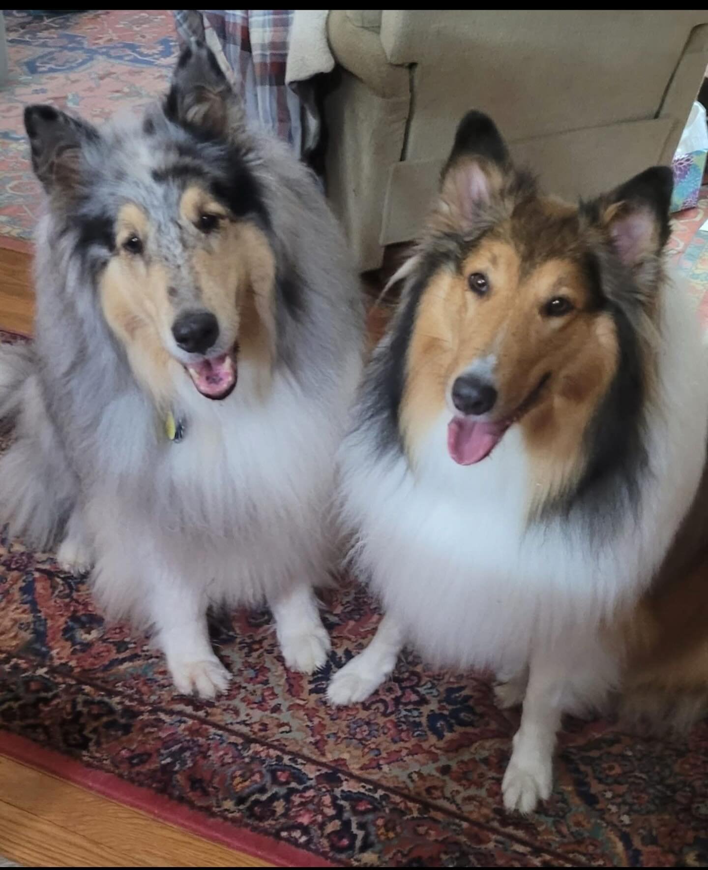 Baylee and Maggie Bailey, 🐾❤️ Judy Arey&rsquo;s beauties to brighten your day! 🌞