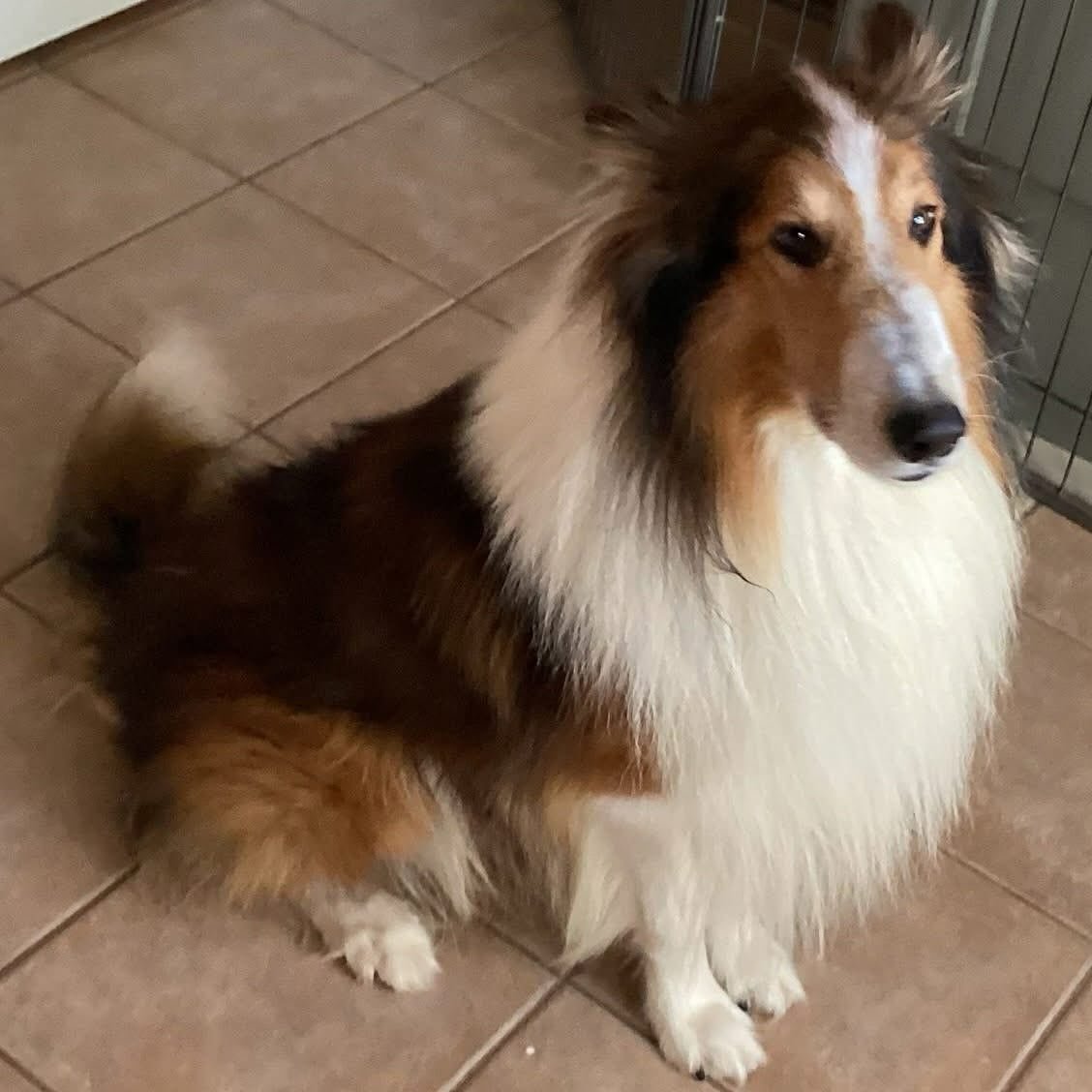 Riley is gorgeous 4-year-old rough-coated sable mahogany collie. He is a strong-minded dog who needs an extremely savvy adopter&hellip;preferably someone who has worked with and/or trained dogs that feel they need to be in charge. Riley is unique in 